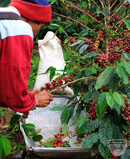 Ranjuan coffee process