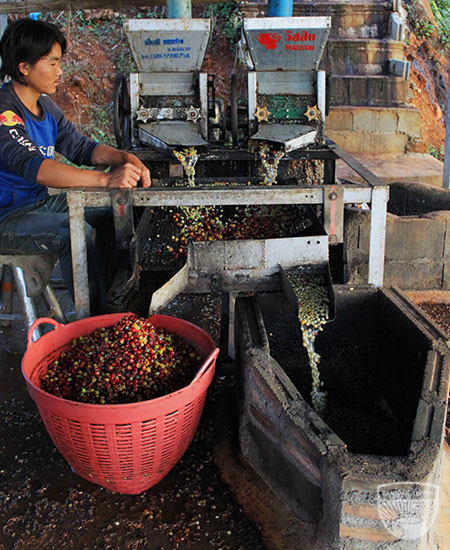 Ranjuan coffee process