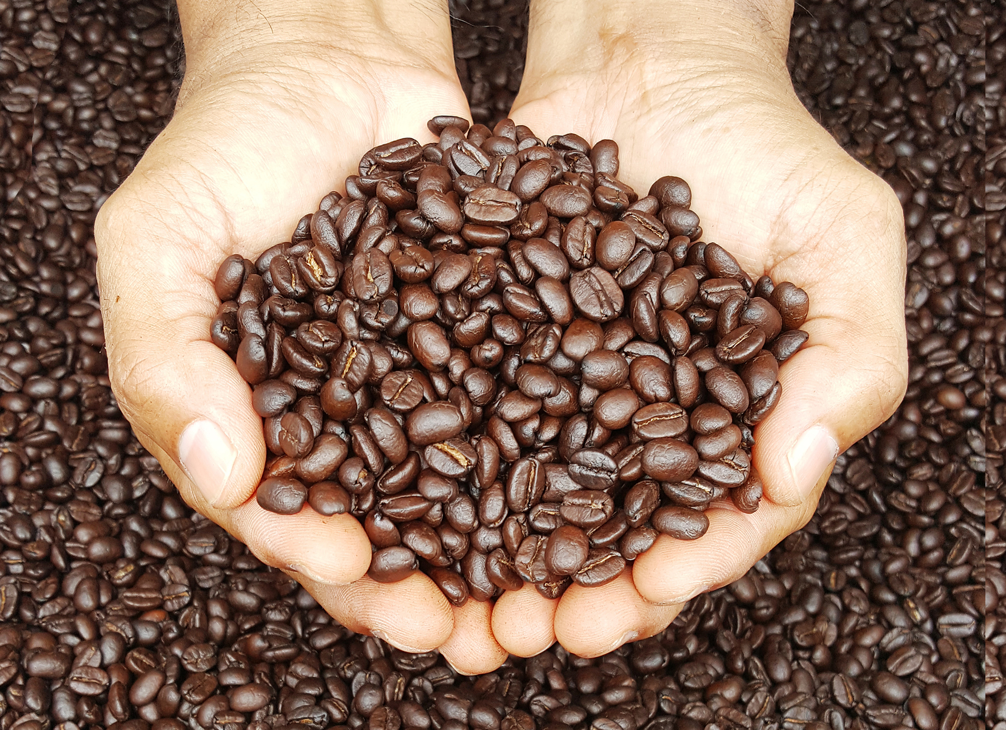 coffee bean-เมล็ดกาแฟคั่ว
